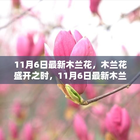 最新木兰花盛开之时，11月6日评测与介绍