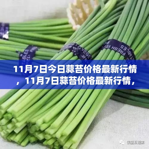 11月7日蒜苔价格最新行情，市场走势分析与预测