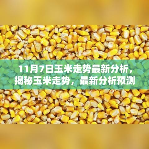 揭秘玉米走势，最新分析预测（以11月7日为准）