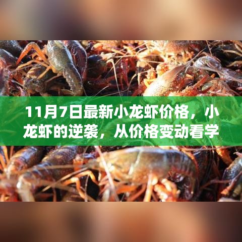 小龙虾市场逆袭背后的故事，价格变动揭示学习与变化的力量