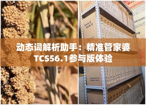 动态词解析助手：精准管家婆TCS56.1参与版体验