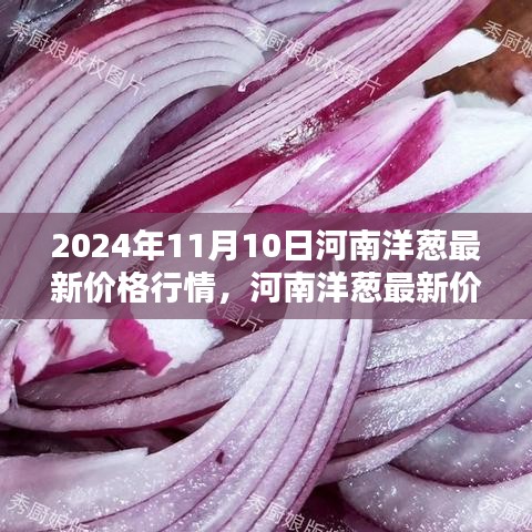 2024年11月10日河南洋葱最新价格行情深度解析及趋势影响