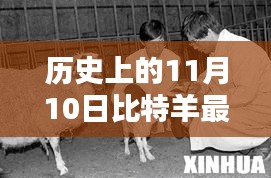 历史上的11月10日，比特羊的最新篇章回顾与进展