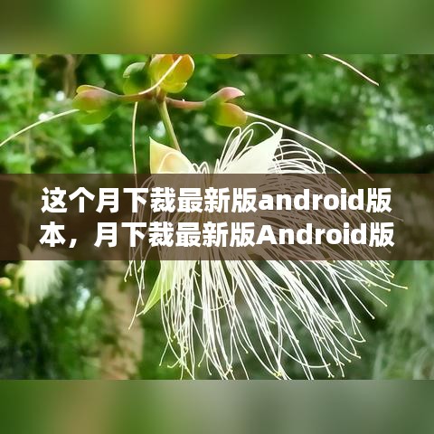 月下裁最新版Android版本深度解析与观点阐述，体验报告及功能探讨