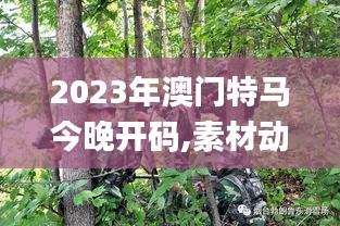 2023年澳门特马今晚开码,素材动态方案解答_速成版CSY880.77