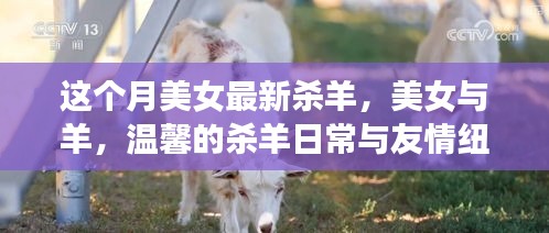 美女与羊，温馨的杀羊日常与友情纽带实录