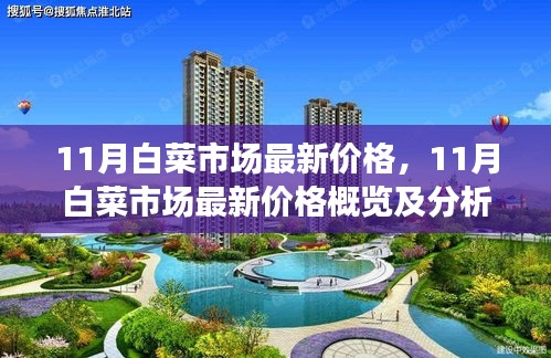 11月白菜市场最新价格概览及分析，市场动态与趋势探讨