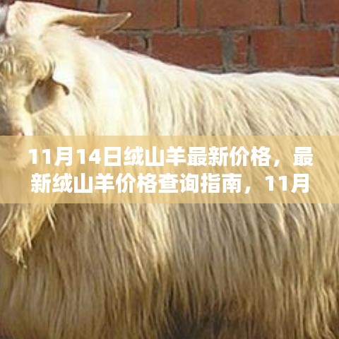 11月14日绒山羊价格大全，最新查询指南与详解