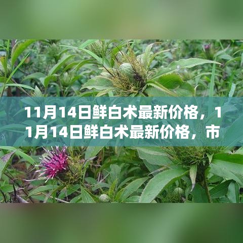 最新鲜白术价格走势分析，市场趋势与购买指南（11月14日更新）