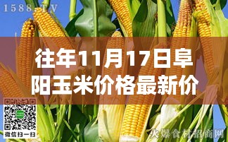 历年11月17日阜阳玉米价格回顾与最新市场动态分析