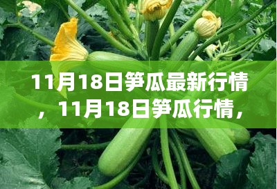 11月18日笋瓜行情动态，学习、自信与未来繁荣的源泉