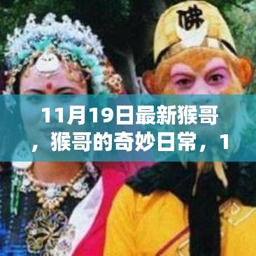 猴哥奇妙日常，11月19日的温馨时光记录