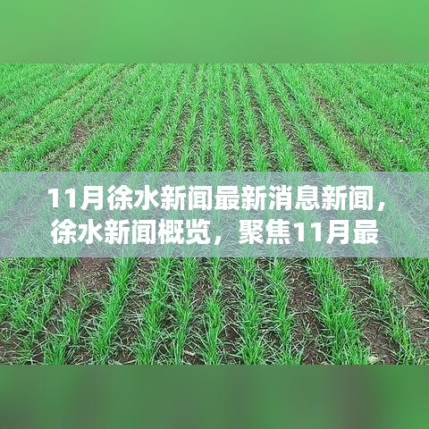 11月徐水新闻最新消息概览，聚焦时事热点