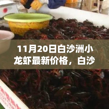 白沙洲小龙虾最新价格走势解析，市场观点与个人洞察（11月20日更新）