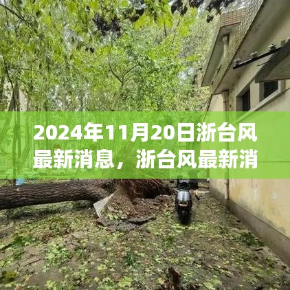 深度解析台风特性与用户体验体验，浙台风最新消息评测报告（2024年11月版）