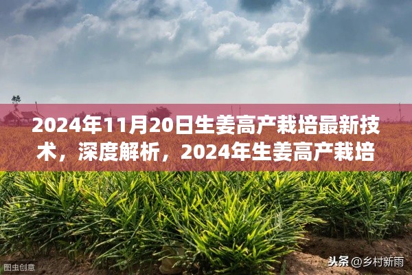 2024年生姜高产栽培最新技术深度解析与评测