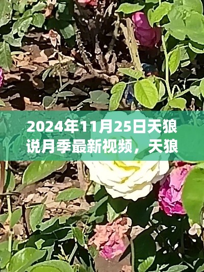 天狼说月季最新视频观点探讨，2024年11月25日下的月季种植探讨