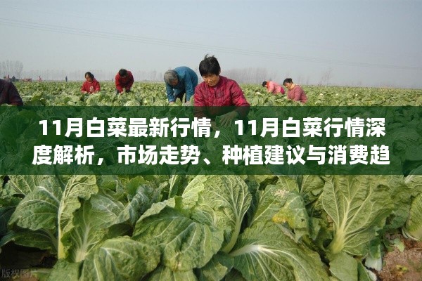 11月白菜行情深度解析，市场走势、种植建议与消费趋势概览