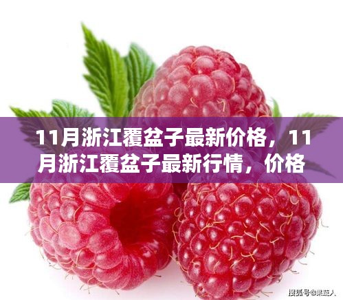 11月浙江覆盆子最新行情大揭秘，价格走势、选购指南一网打尽（小红书热门推荐）