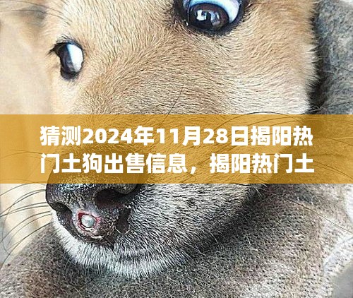 2024年11月28日揭阳土狗出售热门信息预测与视角