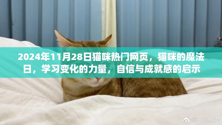 猫咪魔法日，学习变化的力量，探索自信与成就感的启示（2024年11月28日热门网页回顾）