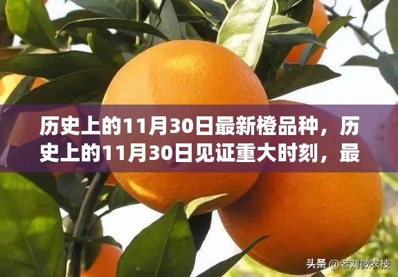 历史上的11月30日，见证重大时刻与最新橙品种全面评测