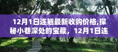 独家揭秘，12月1日连翘最新收购价格，探寻小巷深处的宝藏之花