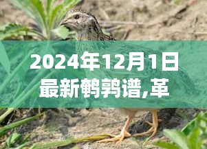 革新鹌鹑谱与智能监测系统的前沿科技之旅，2024年鹌鹑养殖科技展望