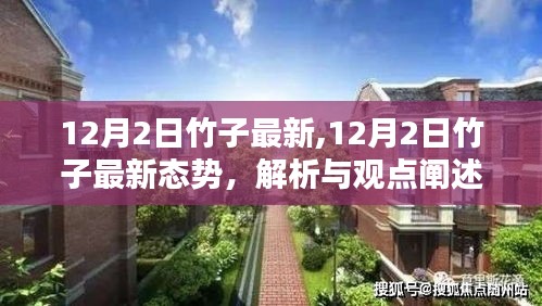 12月2日竹子最新态势深度解析与观点阐述