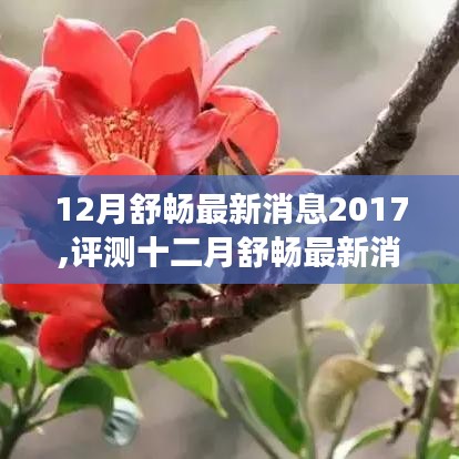 十二月舒畅最新消息2017全面解读，产品特性、使用体验与目标用户群体深度分析