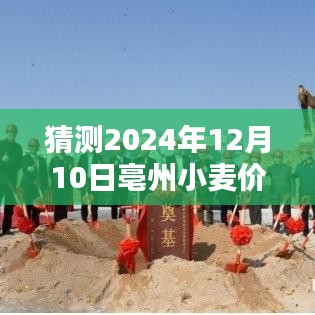 2024年亳州小麦价格行情预测与分析