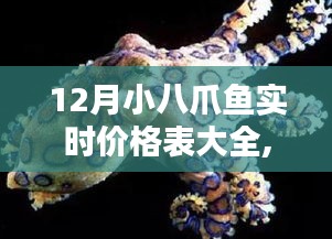 12月小八爪鱼实时价格表大全，深度测评与全面介绍