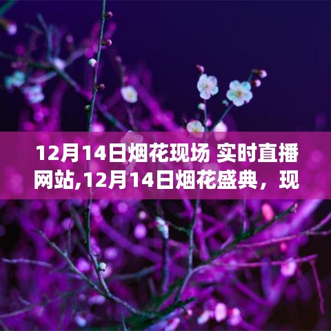 12月14日烟花盛典现场直播，盛况一览，不容错过