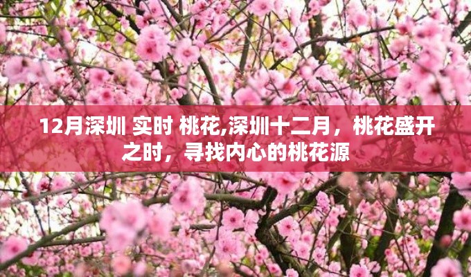 深圳十二月桃花盛开，寻找内心的桃花源实时报道