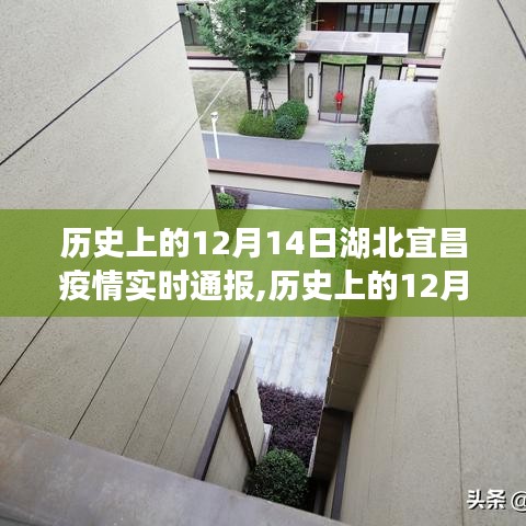 历史上的12月14日湖北宜昌疫情实时通报，深度分析与评测报告