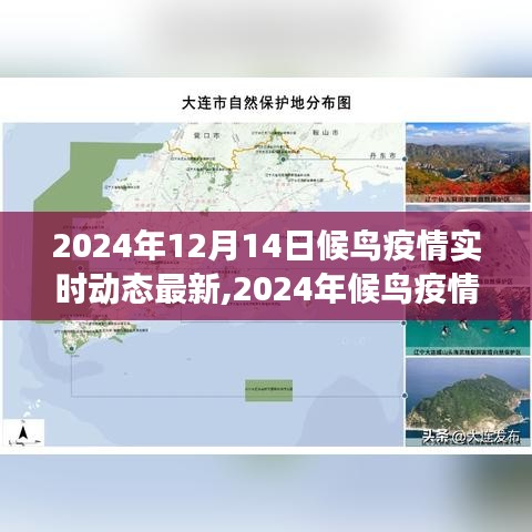 2024年候鸟疫情最新动态，实时进展与影响下的思考