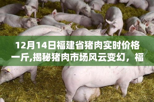 揭秘风云变幻的猪肉市场，福建省猪肉实时价格动态分析（以12月14日为例）