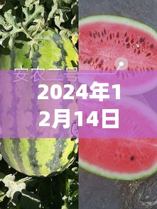 从入门到精通，新疆西瓜价格实时行情网使用指南（附最新行情）