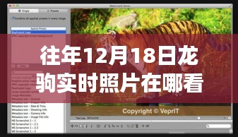 往年12月18日龙驹实时照片的观察与分享，查看途径及多角度探讨