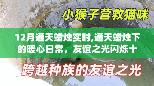 十二月通天蜡烛下的暖心日常与友谊之光闪烁时刻