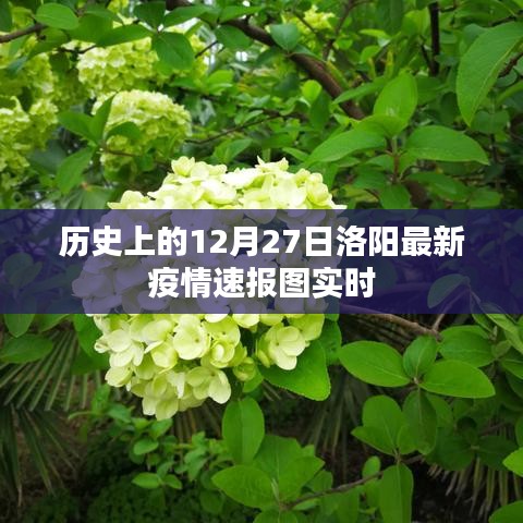 洛阳疫情速报图，最新实时动态，历史数据解析