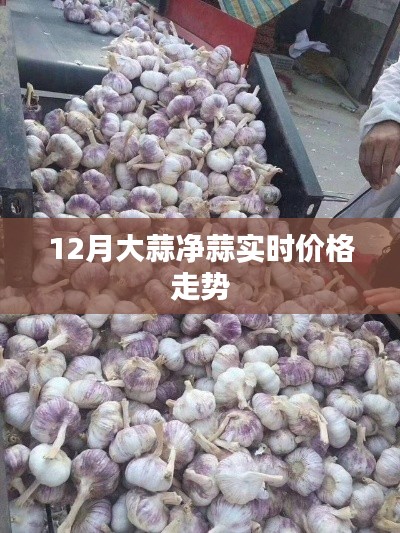 大蒜价格走势分析，最新实时动态