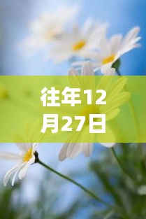 雏菊引爆全网热度，历年12月27日瞩目焦点