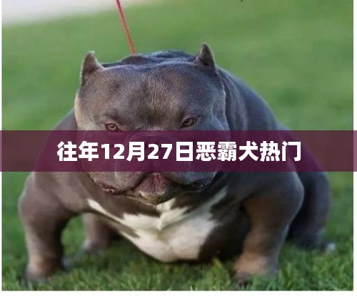 恶霸犬引爆热门话题，历年12月27日瞩目焦点