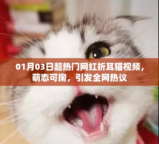 萌态折耳猫视频火爆全网，引发热议