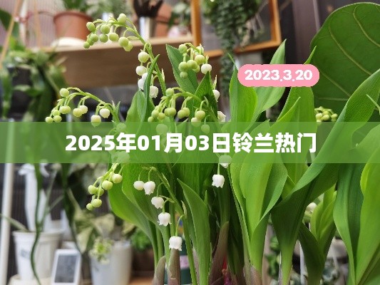 铃兰热门现象揭秘，2025年1月3日探秘之旅