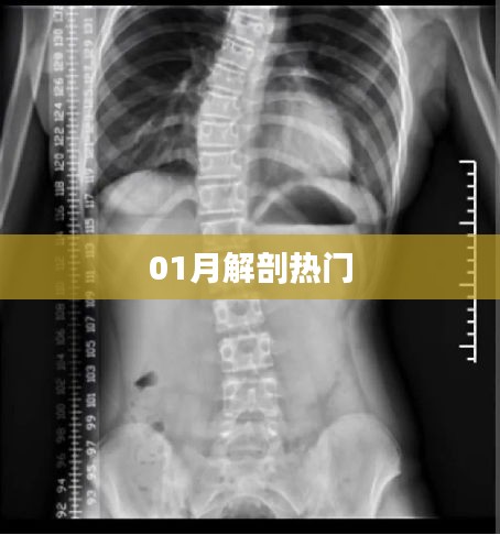 01月解剖热门知识点概览