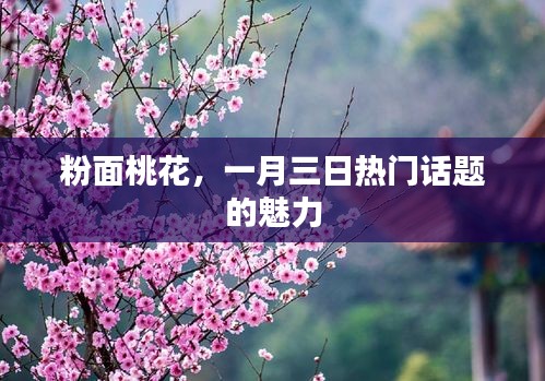 粉面桃花魅力揭秘，一月三日热议焦点