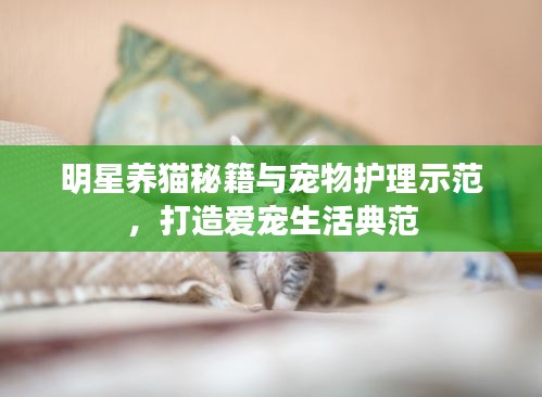 明星养猫秘籍与宠物护理示范，打造爱宠生活典范