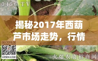 揭秘2017年西葫芦市场走势，行情预测与种植前景分析